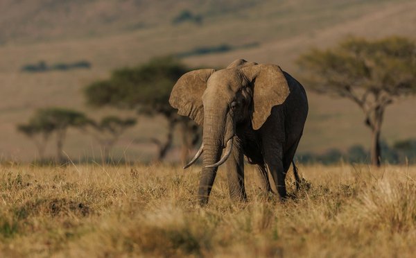 Comment organiser un camping pour observer les éléphants en Afrique?